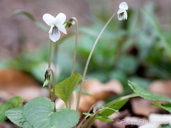 Plant form